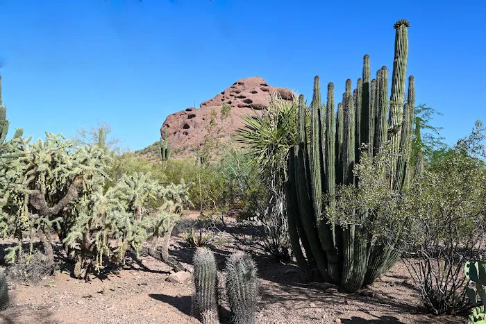 Desert Botanical Garden 5