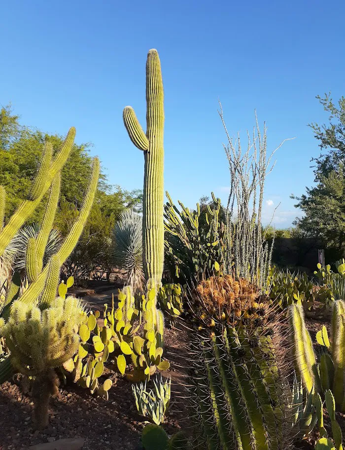 Desert Botanical Garden 3