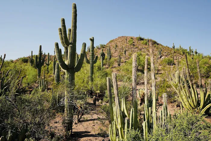 Desert Botanical Garden 4