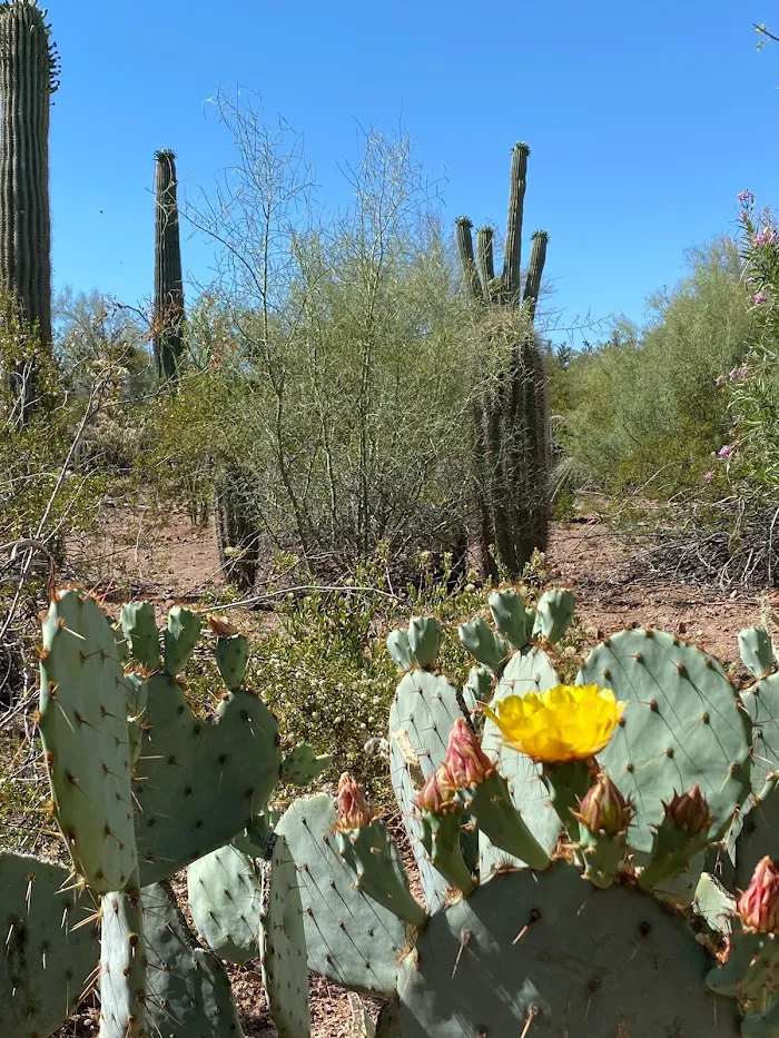 Desert Botanical Garden 7