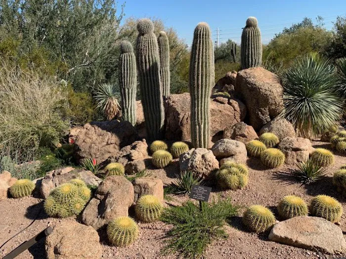 Desert Botanical Garden 2