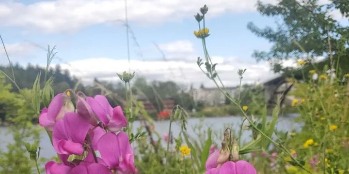 Sellwood Bridge