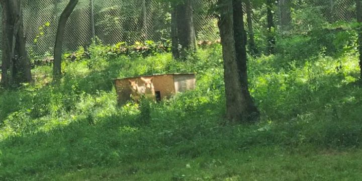 Endangered Wolf Center