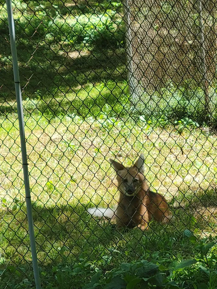 Endangered Wolf Center 7