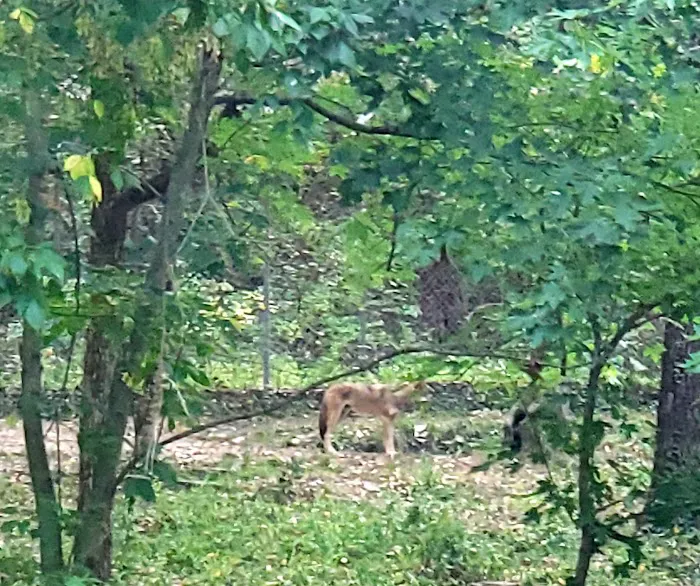 Endangered Wolf Center 5