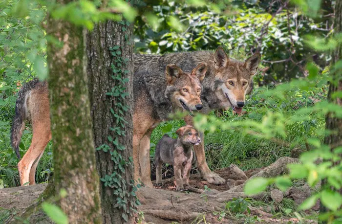 Endangered Wolf Center 2