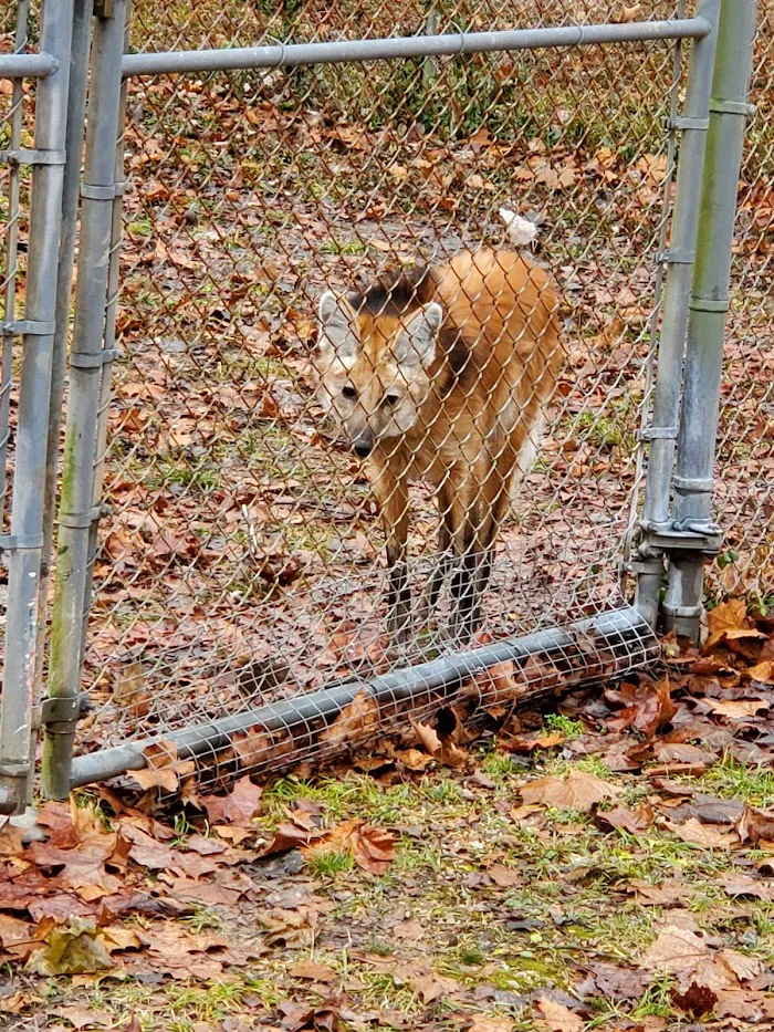 Endangered Wolf Center 6