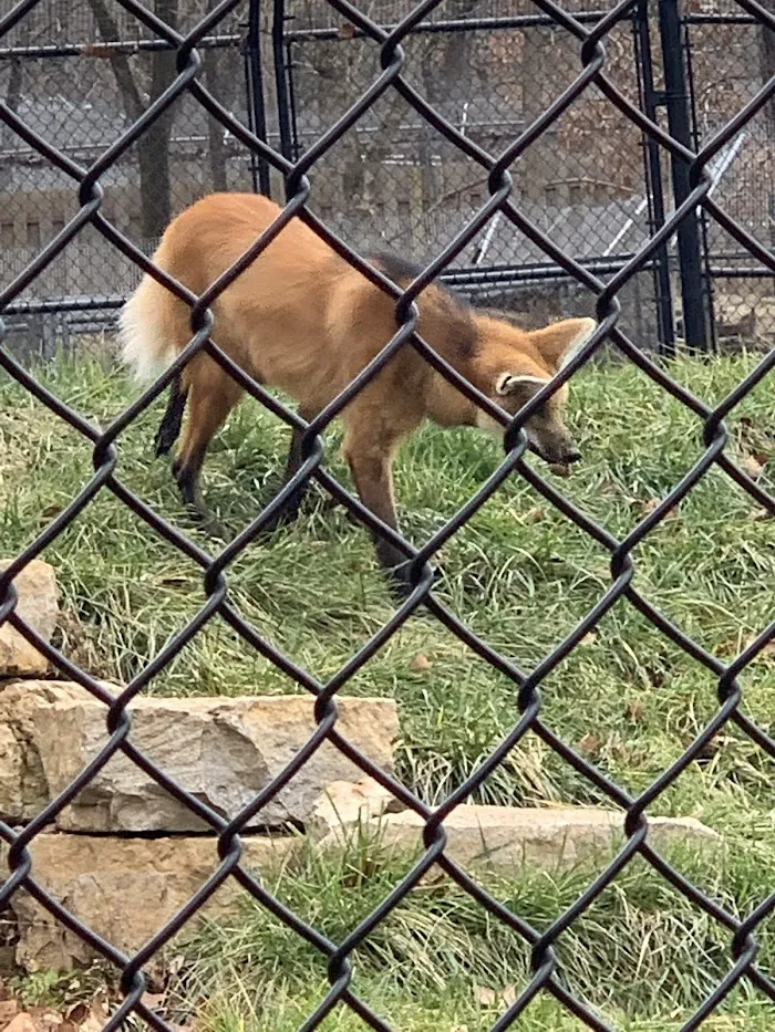 Endangered Wolf Center 9