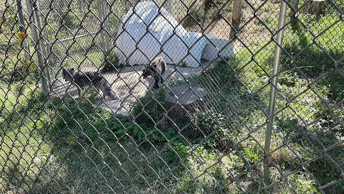 Endangered Wolf Center 3