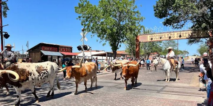 Cowtown Cattlepen Maze