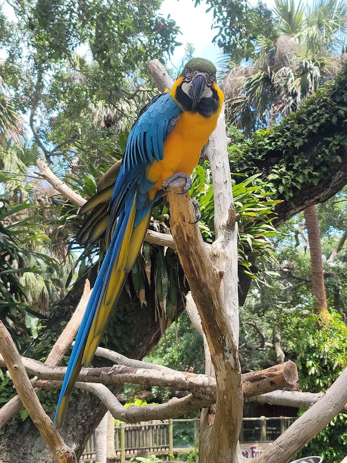 St. Augustine Alligator Farm Zoological Park 5