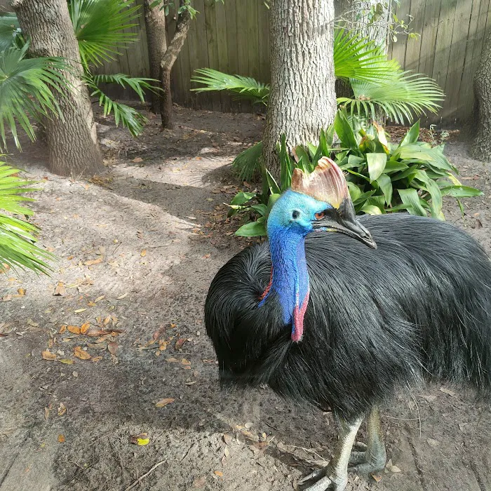 St. Augustine Alligator Farm Zoological Park 7