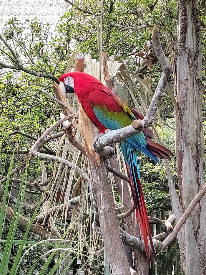 St. Augustine Alligator Farm Zoological Park 2