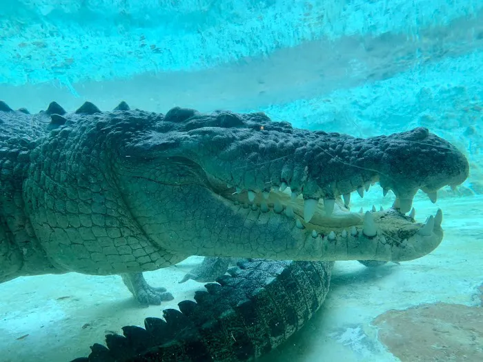 St. Augustine Alligator Farm Zoological Park 4