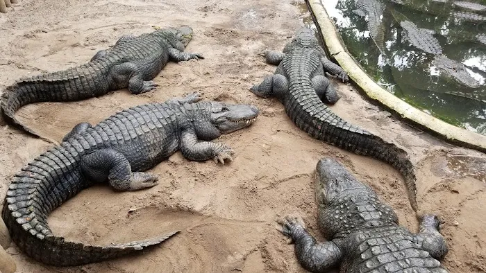 St. Augustine Alligator Farm Zoological Park 1