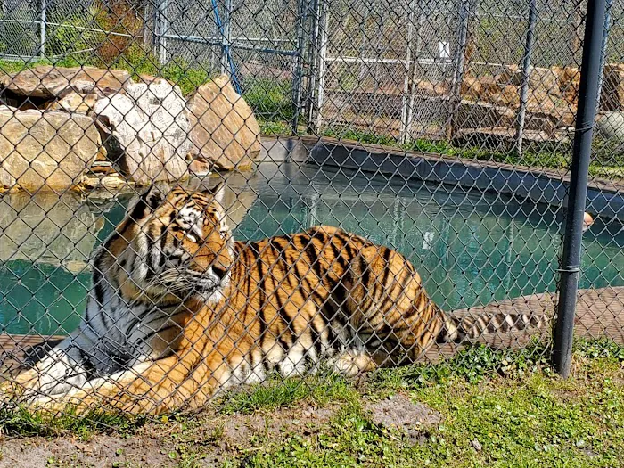 The Catty Shack Ranch Wildlife Sanctuary 3