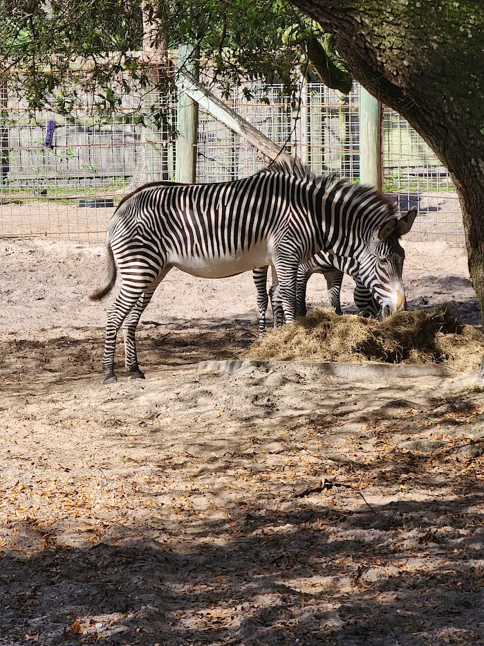 Jacksonville Zoo and Gardens 9