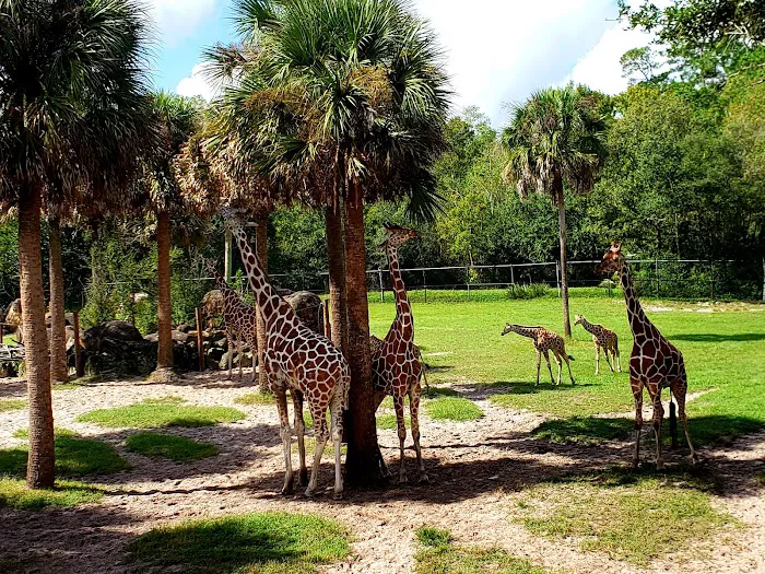 Jacksonville Zoo and Gardens 4