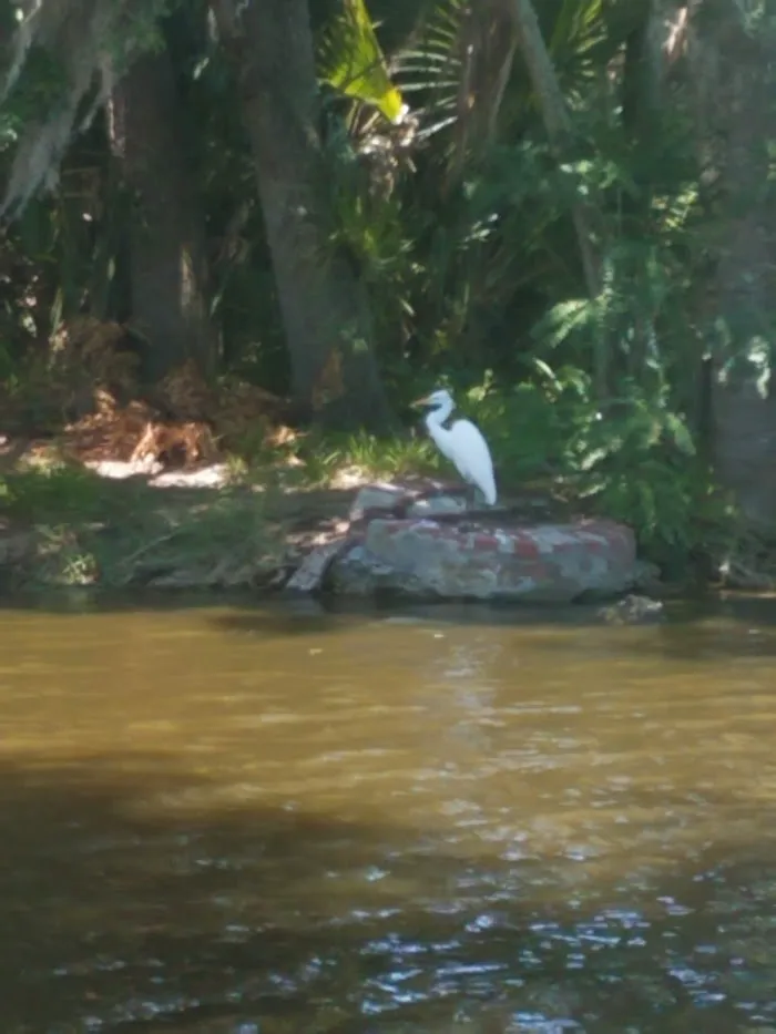 Bird Island 5