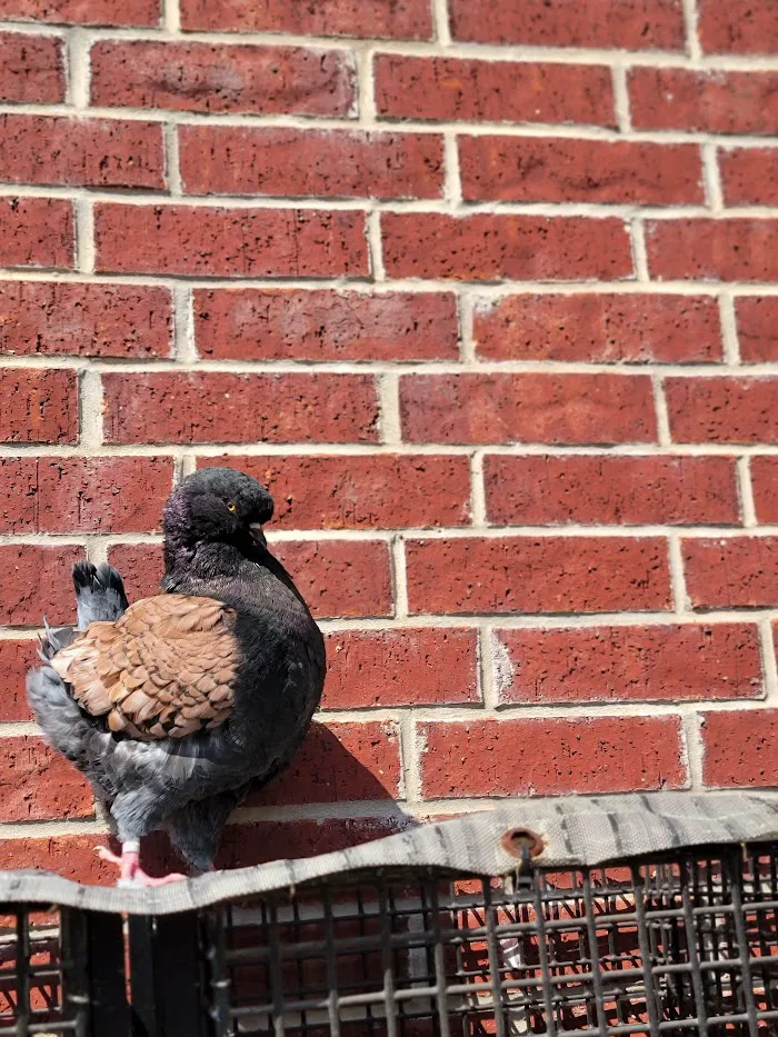 The American Pigeon Museum & Library 9