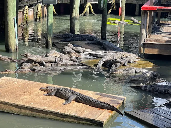 Gator Beach - The World's Greatest Alligator Park 8