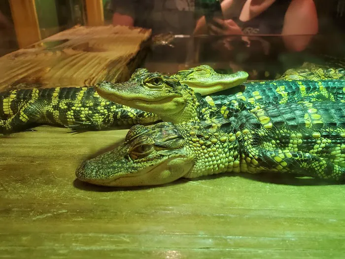 Gator Beach - The World's Greatest Alligator Park 6