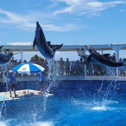 Gulfarium Marine Adventure Park ico
