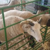 Charlotte Fair