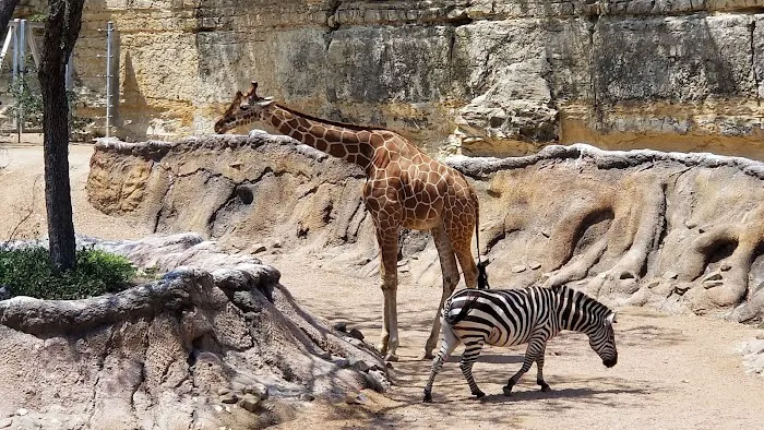 San Antonio Zoo 1