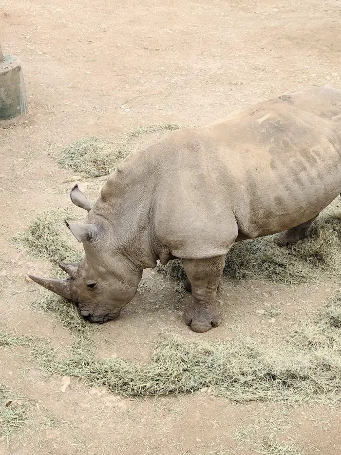 San Antonio Zoo 7