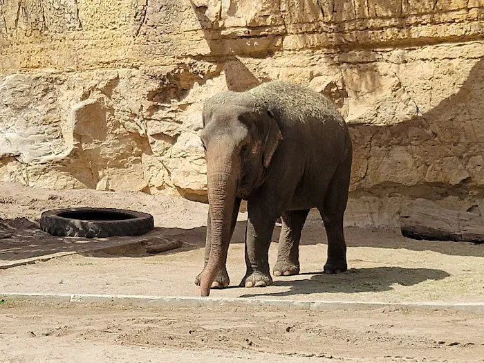 San Antonio Zoo 3