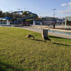Midway Park ico
