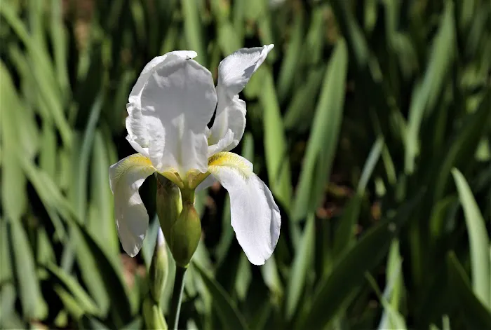 Green Acres Farm Memorial Park 0