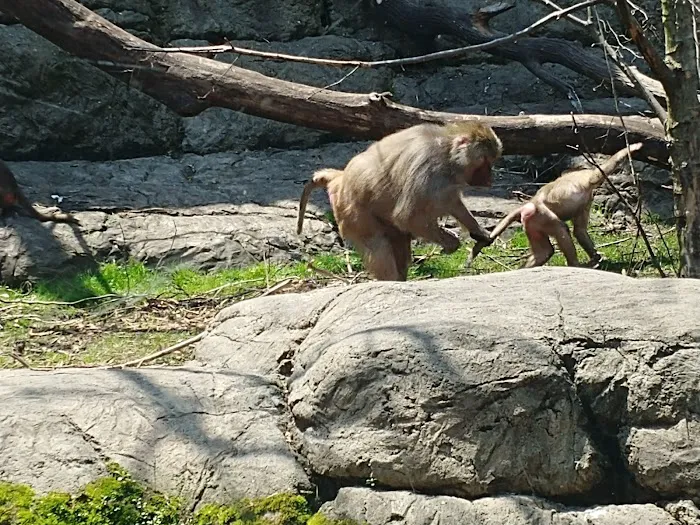 Prospect Park Zoo 1