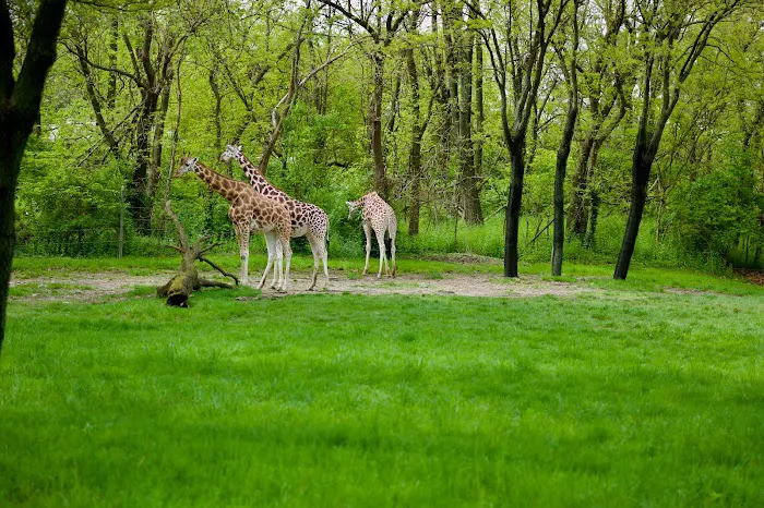 Bronx Zoo 1