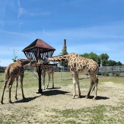 Six Flags Wild Safari ico