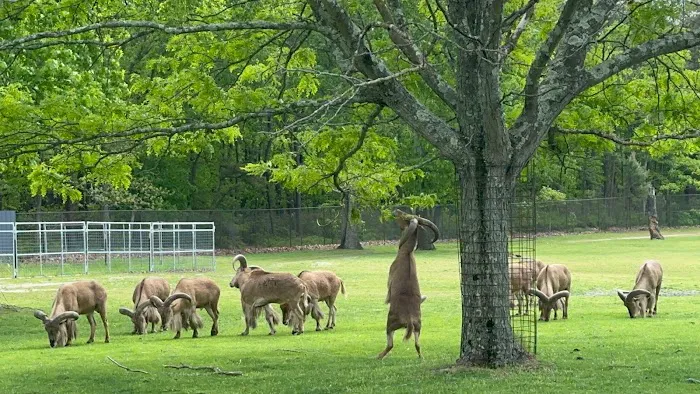 Six Flags Wild Safari 3