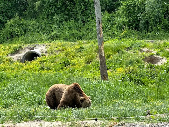 Six Flags Wild Safari 1