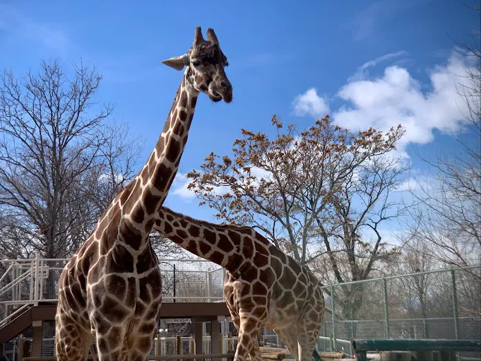 Denver Zoo 1