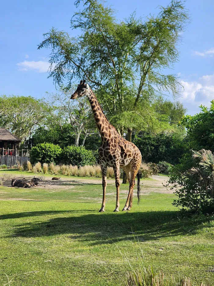 Disney's Animal Kingdom Theme Park 3