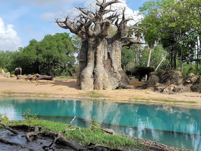 Disney's Animal Kingdom Theme Park 7