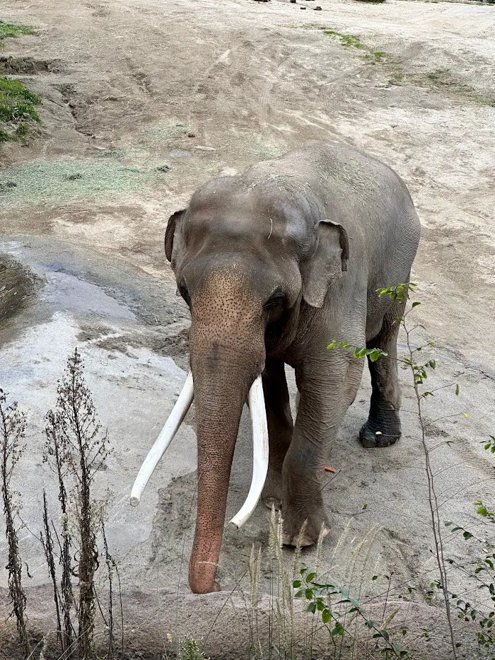 Los Angeles Zoo 2