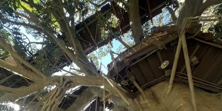 Adventureland Treehouse