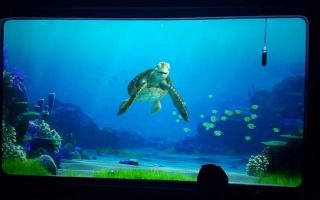 where is turtle talk with crush