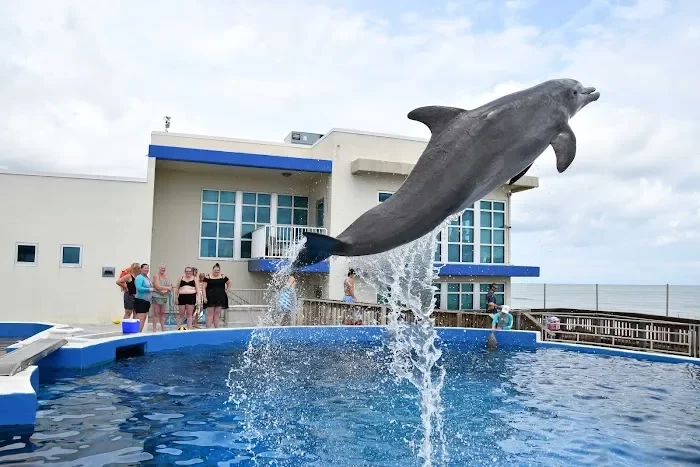 Marineland Dolphin Adventure 1