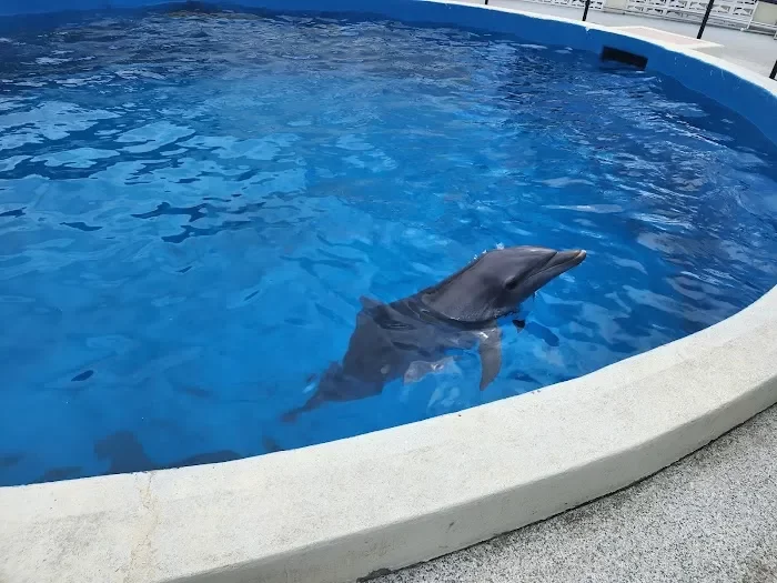 Marineland Dolphin Adventure 6