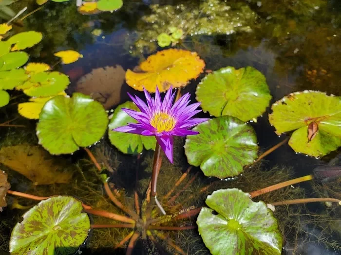 The Kampong, National Tropical Botanical Garden 8