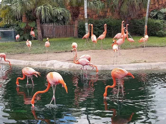 Zoo Miami 0