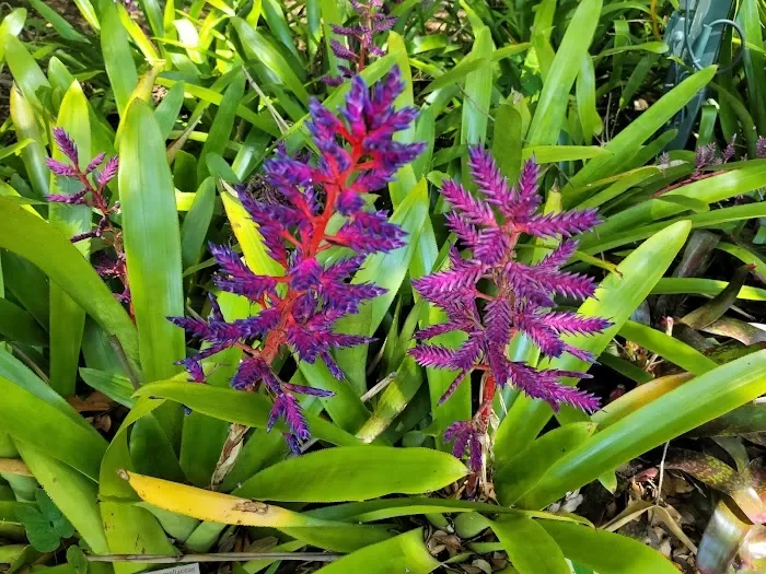 Fairchild Tropical Botanic Garden 6