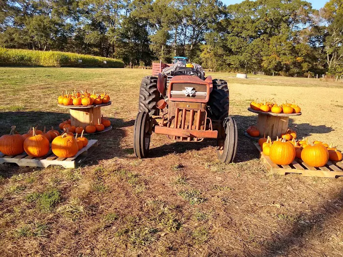 Papa Pat's Corn Maze 2